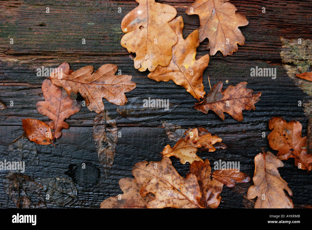 Foglie di autunno Foto Stock