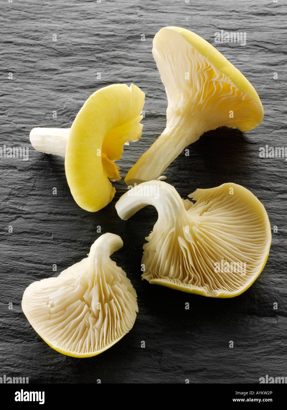 Cibo ancora vita di funghi ostriche fresche raccolte crude giallo su uno sfondo di ardesia nera Foto Stock
