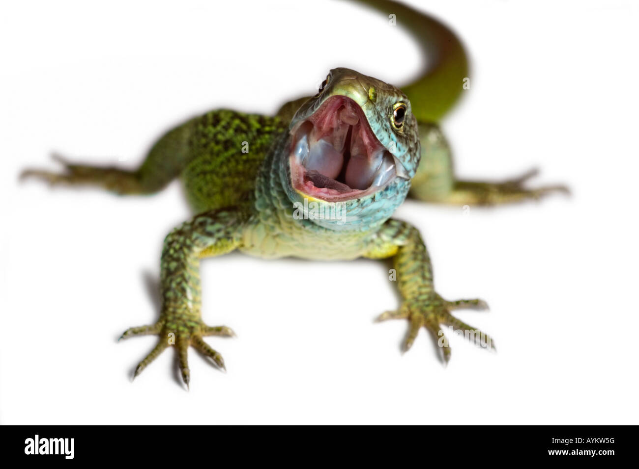 Un maschio verde lizard (Lacerta viridis bilineata) fotografato in studio. Lézard vert mâle photographié en studio. Foto Stock