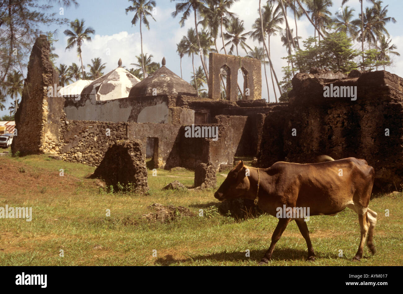 Una mucca lambisce in motivi di Maruhubi Palace costruito nel 1882 per Sultan Barghash's Harem nell ovest dell isola di Zanzibar, Tanzania Foto Stock