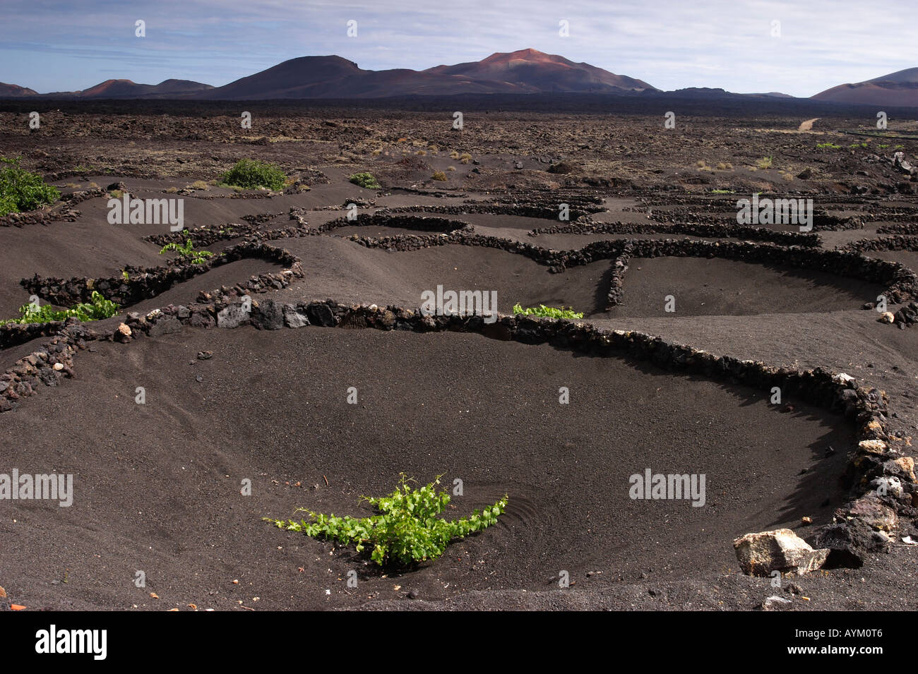 I vitigni crescono nella sabbia nera vulcanica a Lanzarote. Foto Stock