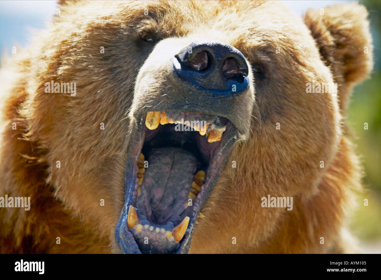 Grande orso arrabbiato visualizzando la sua ira Foto Stock