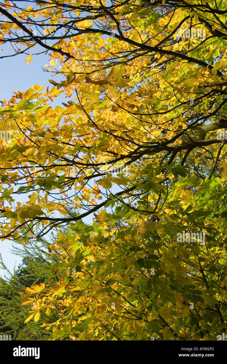 Autunno nel Pentland Hills Scozia Scotland Foto Stock