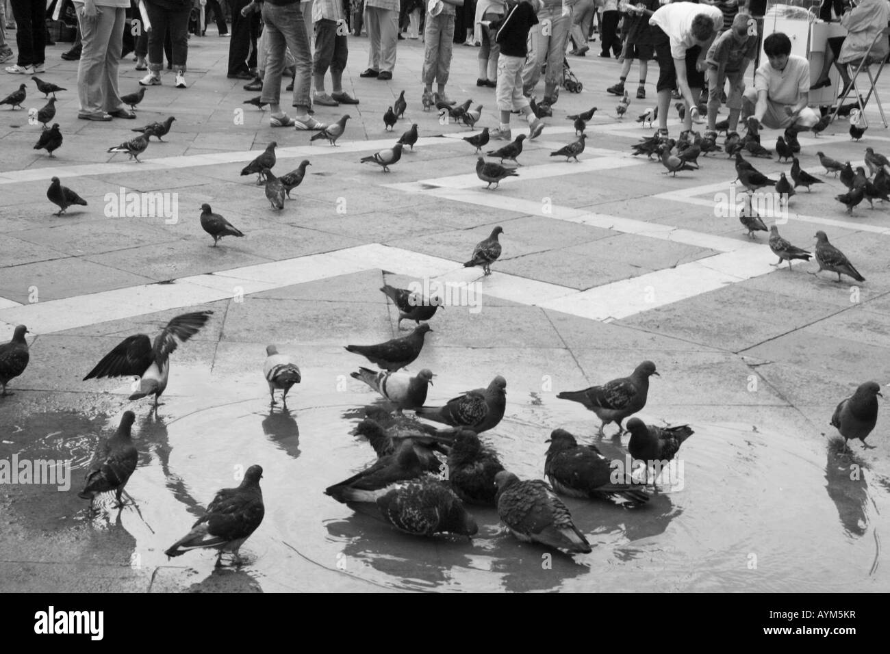 Piccioni spruzzi in una pozza in Piazza San Marco Venezia Italia Foto Stock