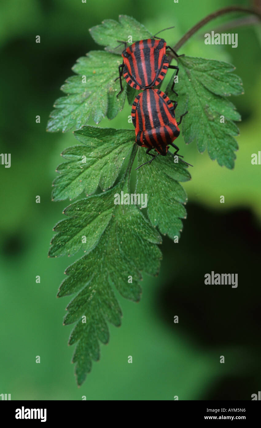 Graphosoma italicum coniugata Foto Stock