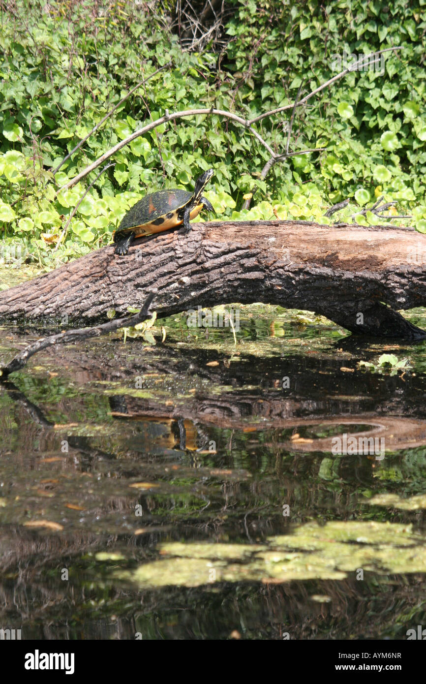 Florida Cooter turtle sunning su un registro, Wekiwa Springs, Apopka, FL Foto Stock