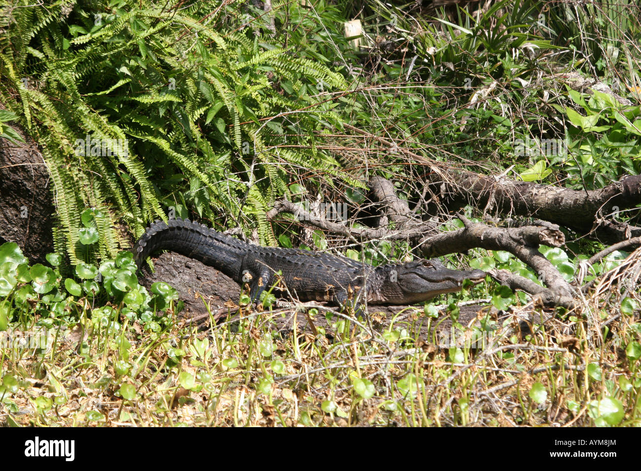 Il coccodrillo americano Wekiwa Springs State Park Apopka FL Foto Stock