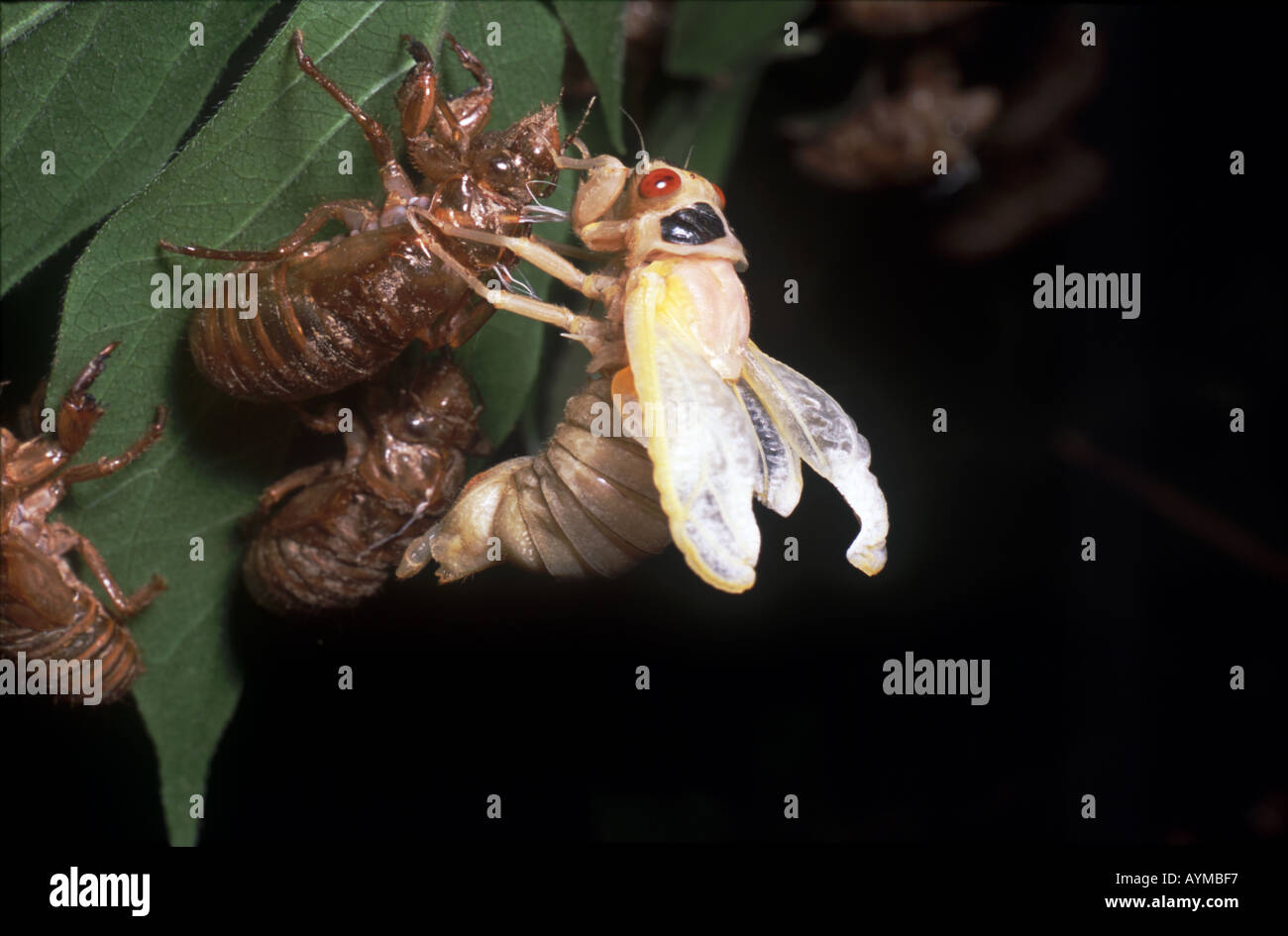 Seconda immagine in serie che mostra 17 anno cicala muta in pazienti adulti l'animale ha completamente a sinistra la ninfa ovipositor shell Foto Stock