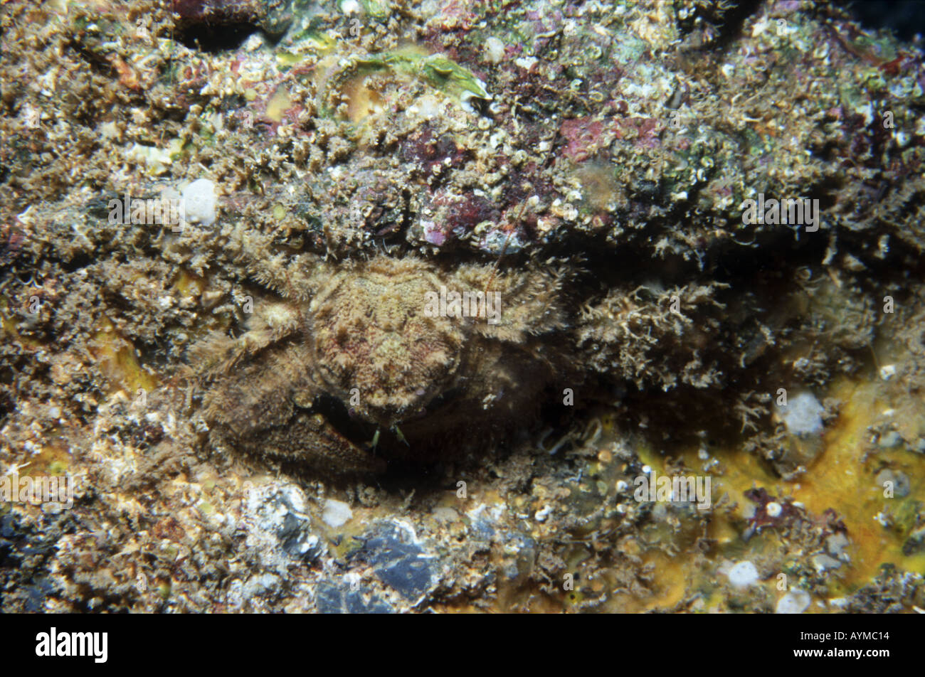 Ampia artigliato granchio porcellana Foto Stock