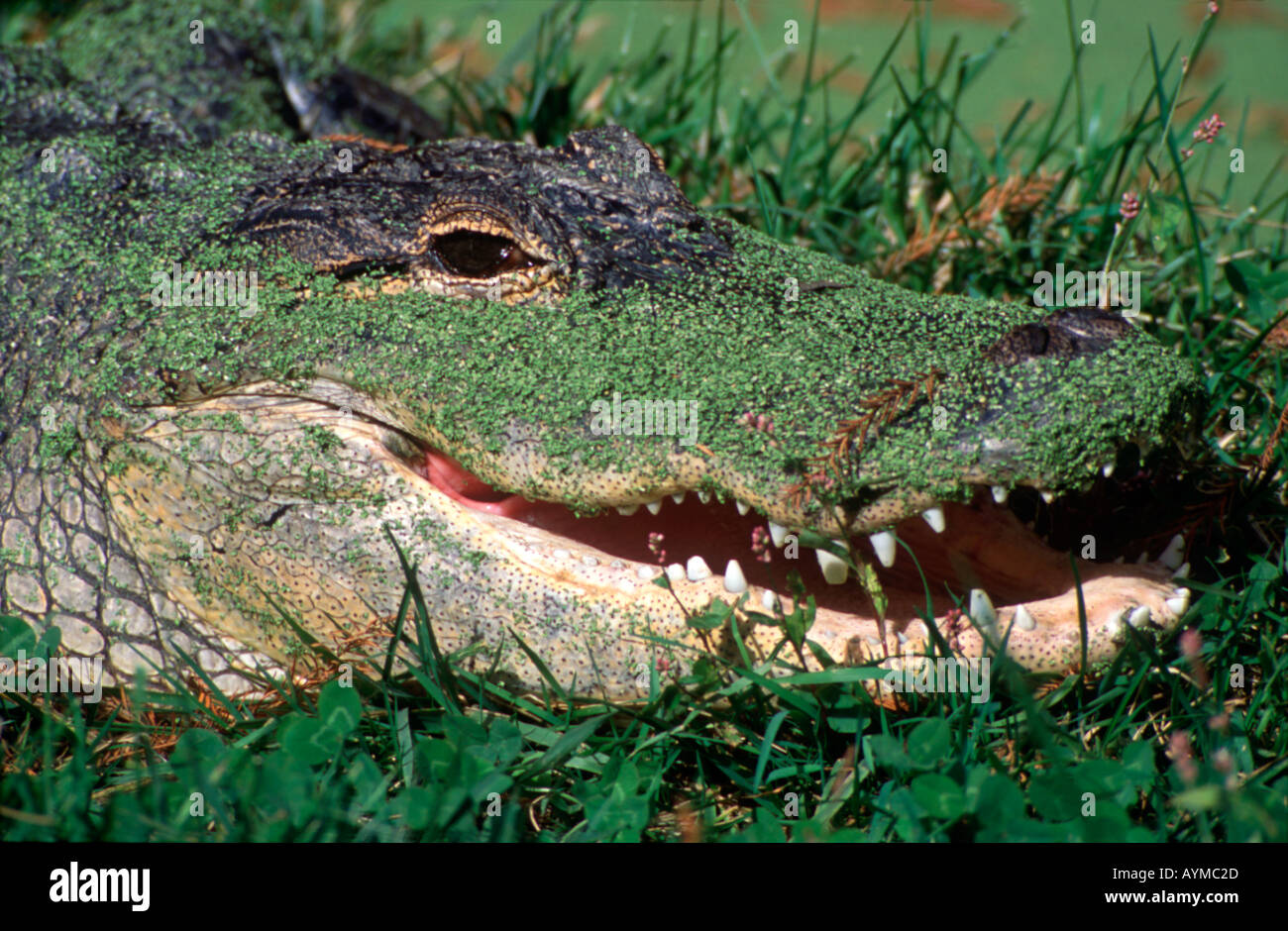 American alligator Alligator missipiensis, crogiolarsi al sole su un campo di trifoglio accanto ad un laghetto coperto con lenticchie d'acqua. Foto Stock