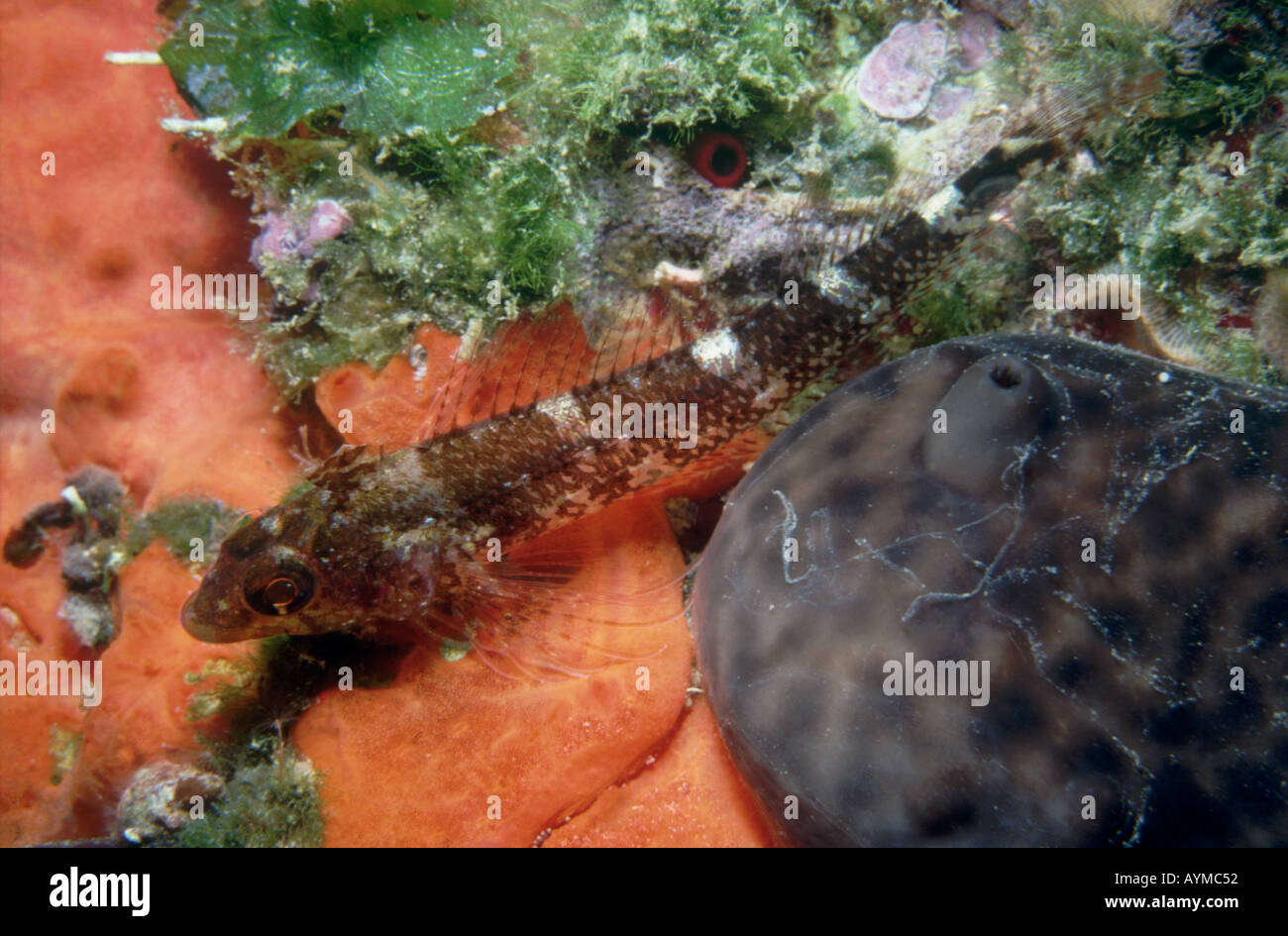 Femmina nera di fronte bavose Tripterygion tripteronotus Mediterraneo Turchia Foto Stock