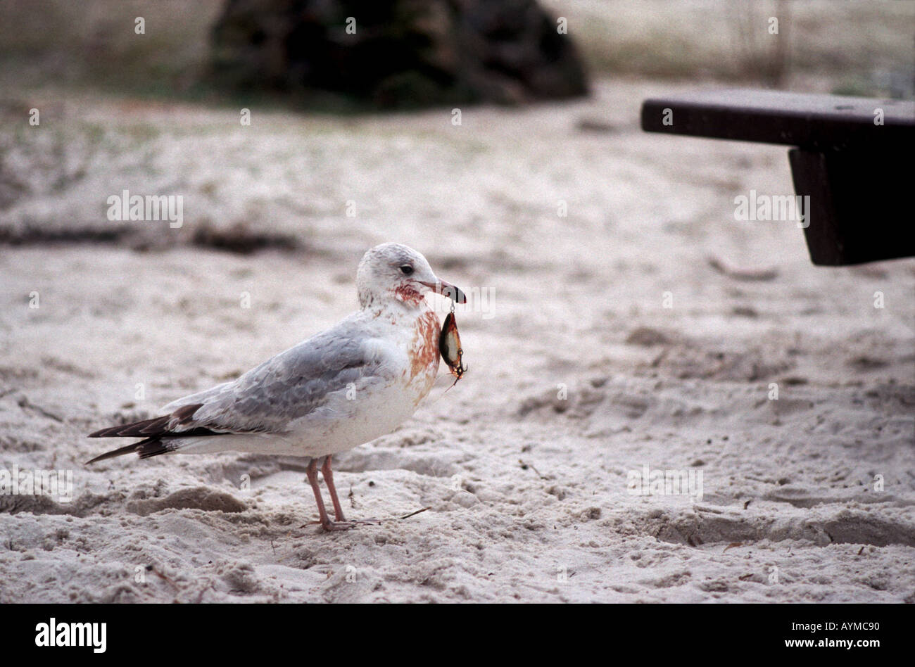 Seagull con esca artificiale agganciata attraverso il suo becco Foto Stock