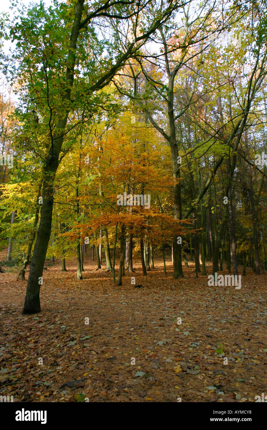 Autunno alberi con colori dorati e foglie cadute diga Newmiller Country Park Wakefield West Yorkshire Foto Stock