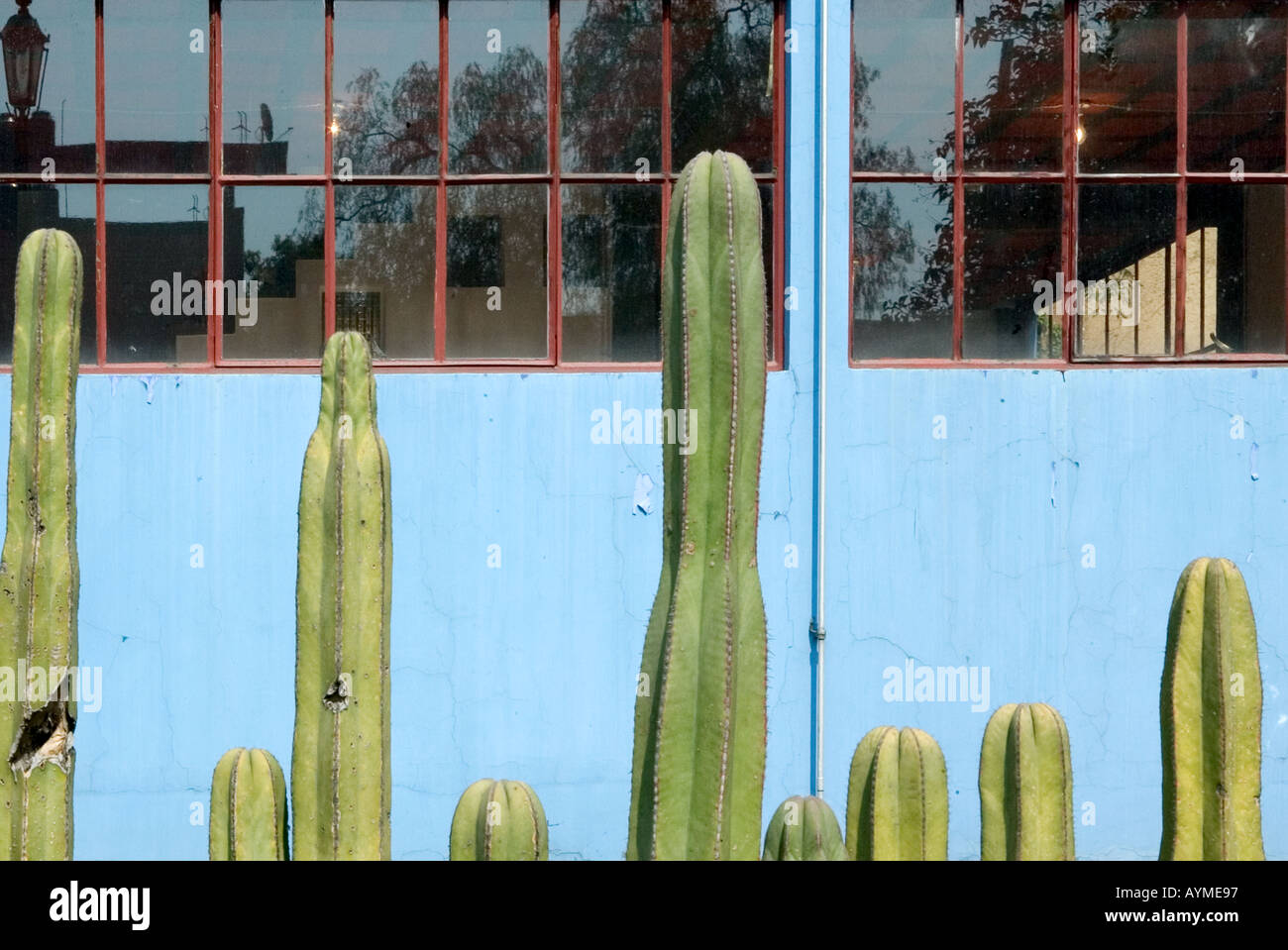 Museo Casa Estudio Diego Rivera y Frida Kahlo Diego Rivera e Frida Kahlo Studio Museum Città del Messico con il cactus recinzione Foto Stock