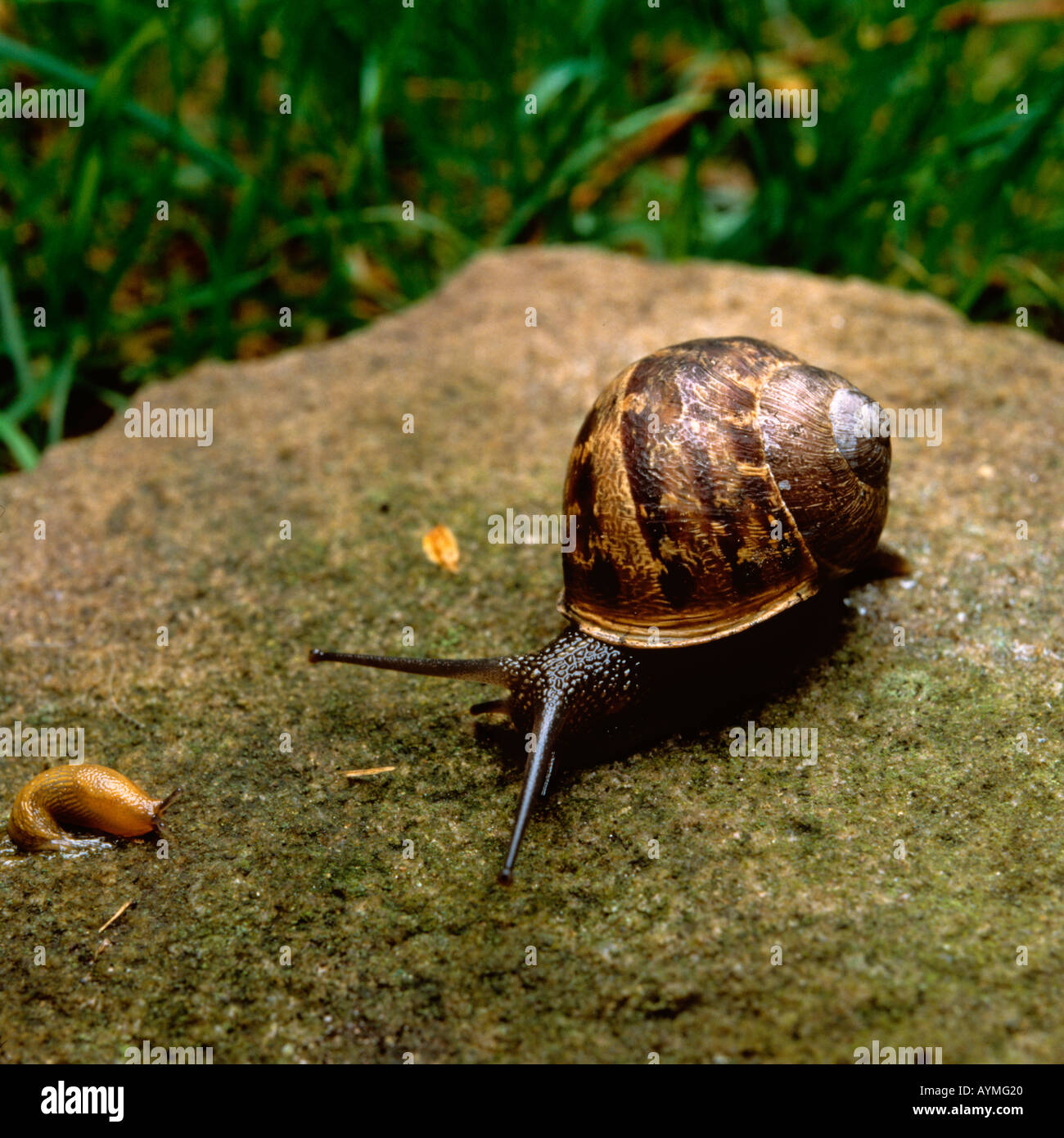 Pesti di giardinaggio di lumaca Helix Aspersa e slug Foto Stock