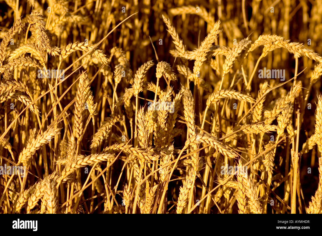 Un campo di grano Campo di grano Foto Stock