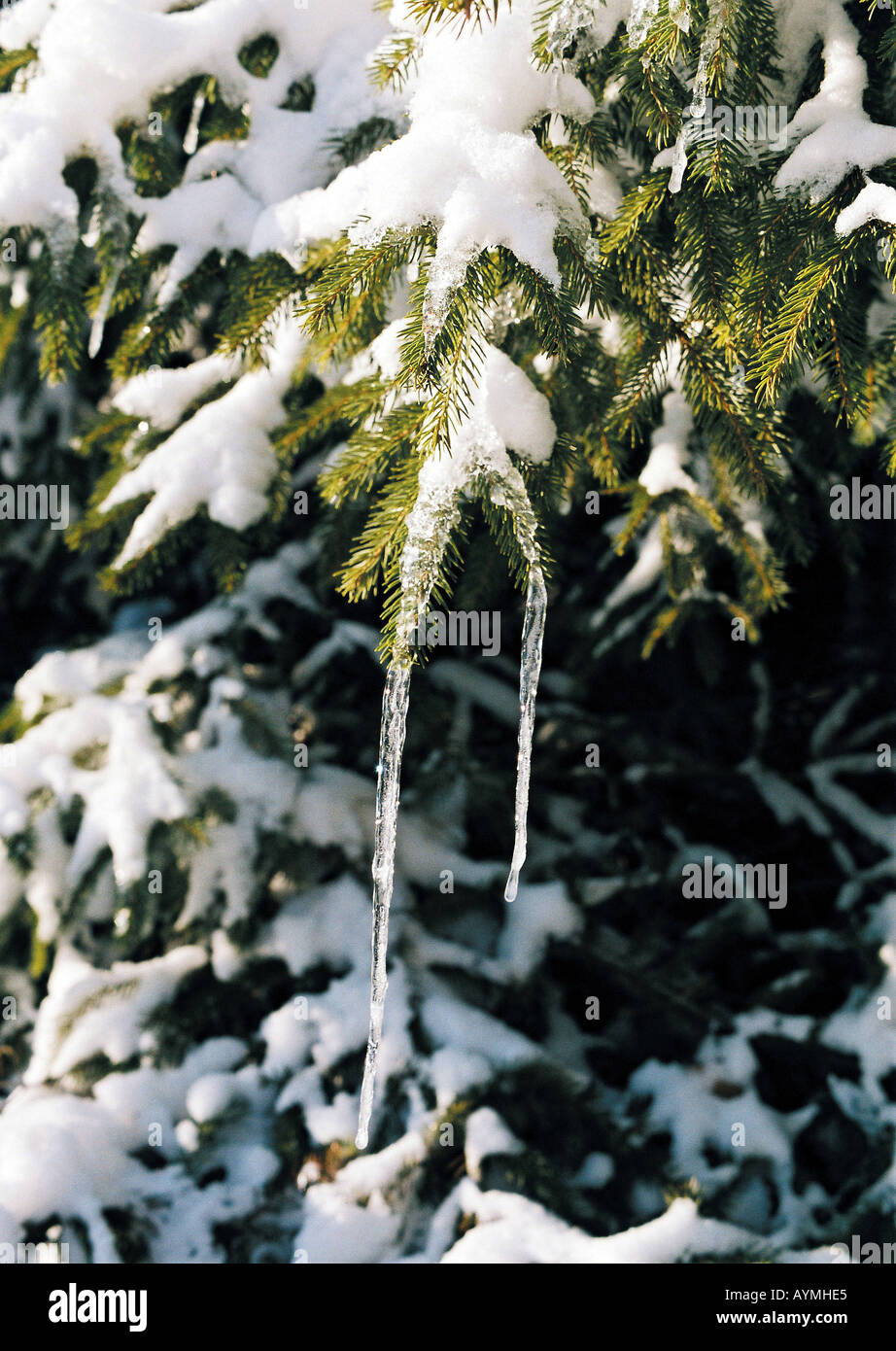 Eiszapfen und Schnee am einem Nadelbaum Foto Stock