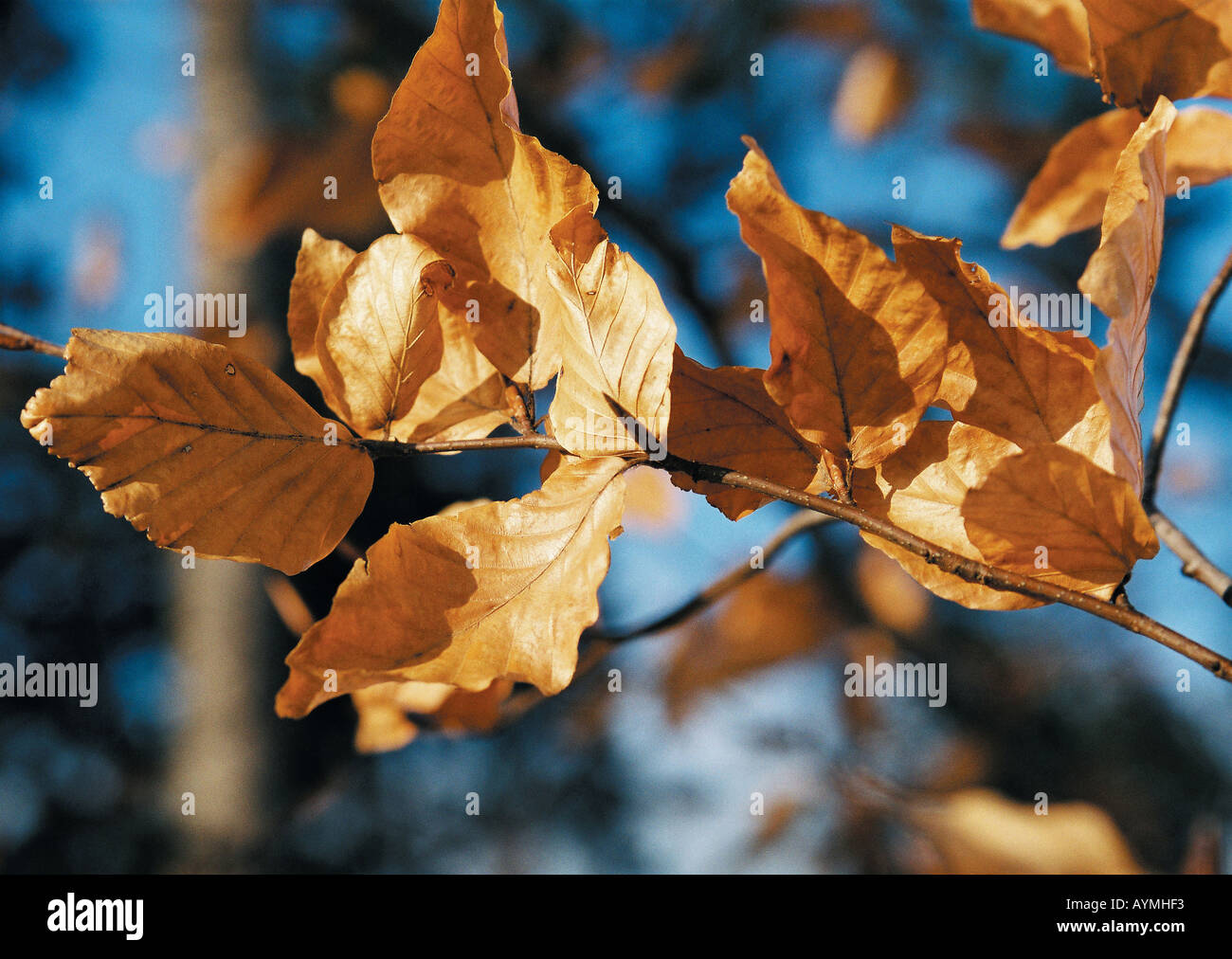 Herbst Trockene braune Buchenblaetter am Baum Foto Stock
