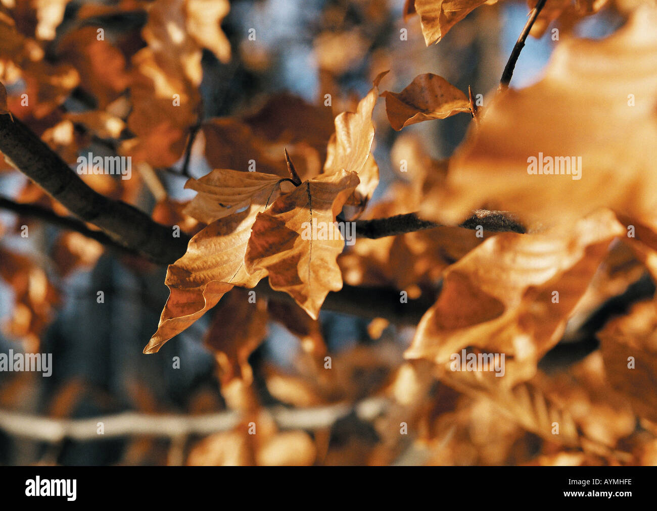 Herbst Trockene braune Buchenblaetter am Baum Foto Stock