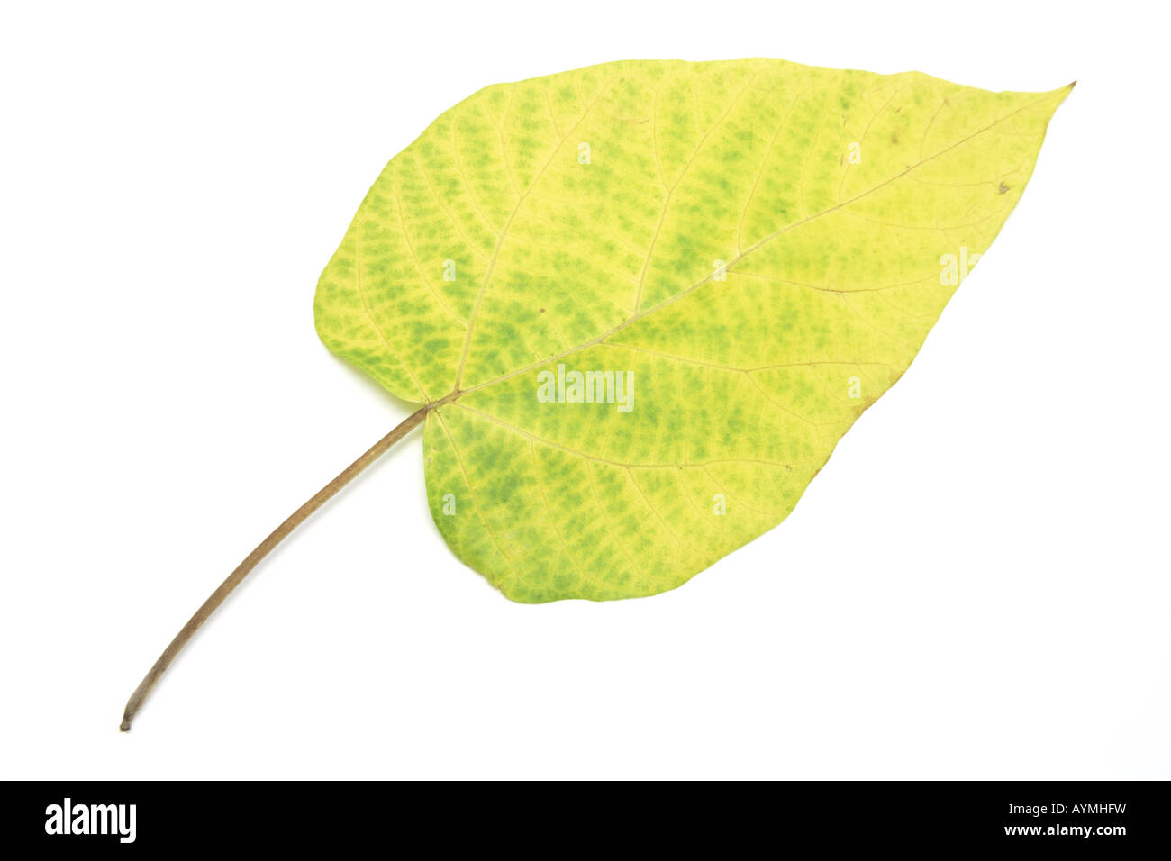 Foglia gialla Foto Stock