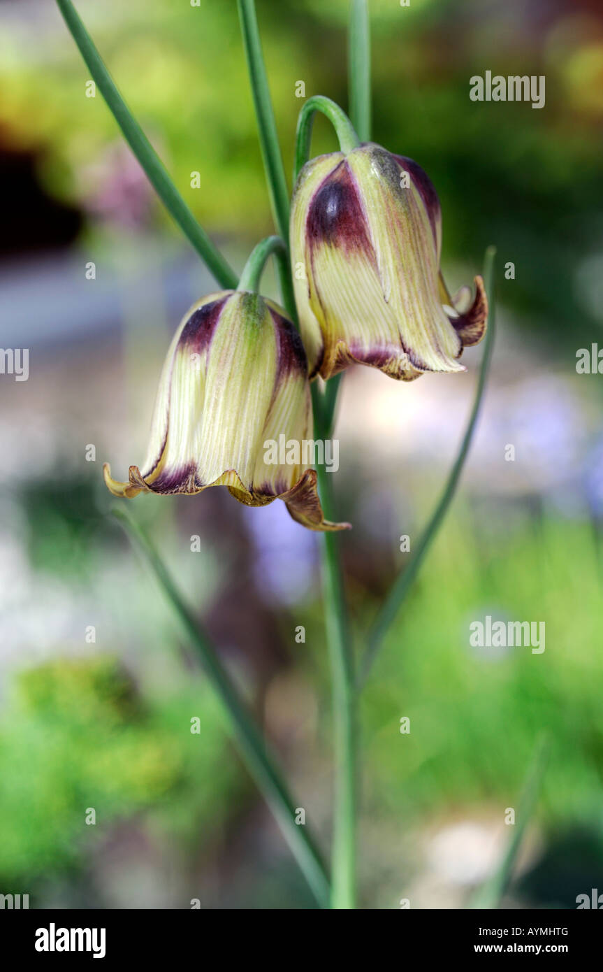 Fritillaria bithynica fritillary flower bloom fiore giallo-verde di fondo diffuso var variante di cultivar di specie Foto Stock