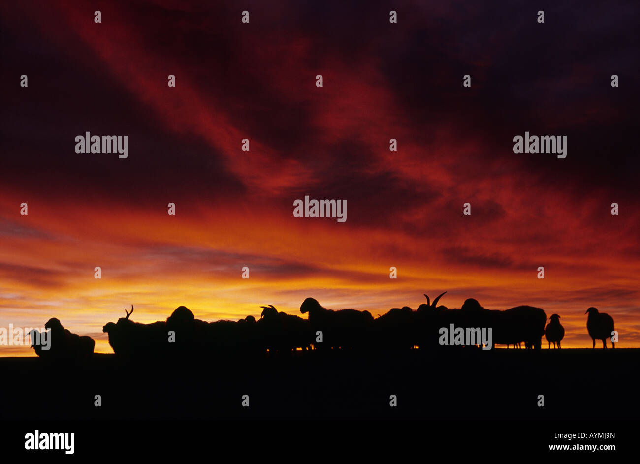 Gregge di ovini e caprini prima di un tramonto spettacolare al Flaming scogliere di Bayanzag nel deserto del Gobi della Mongolia Esterna. Foto Stock