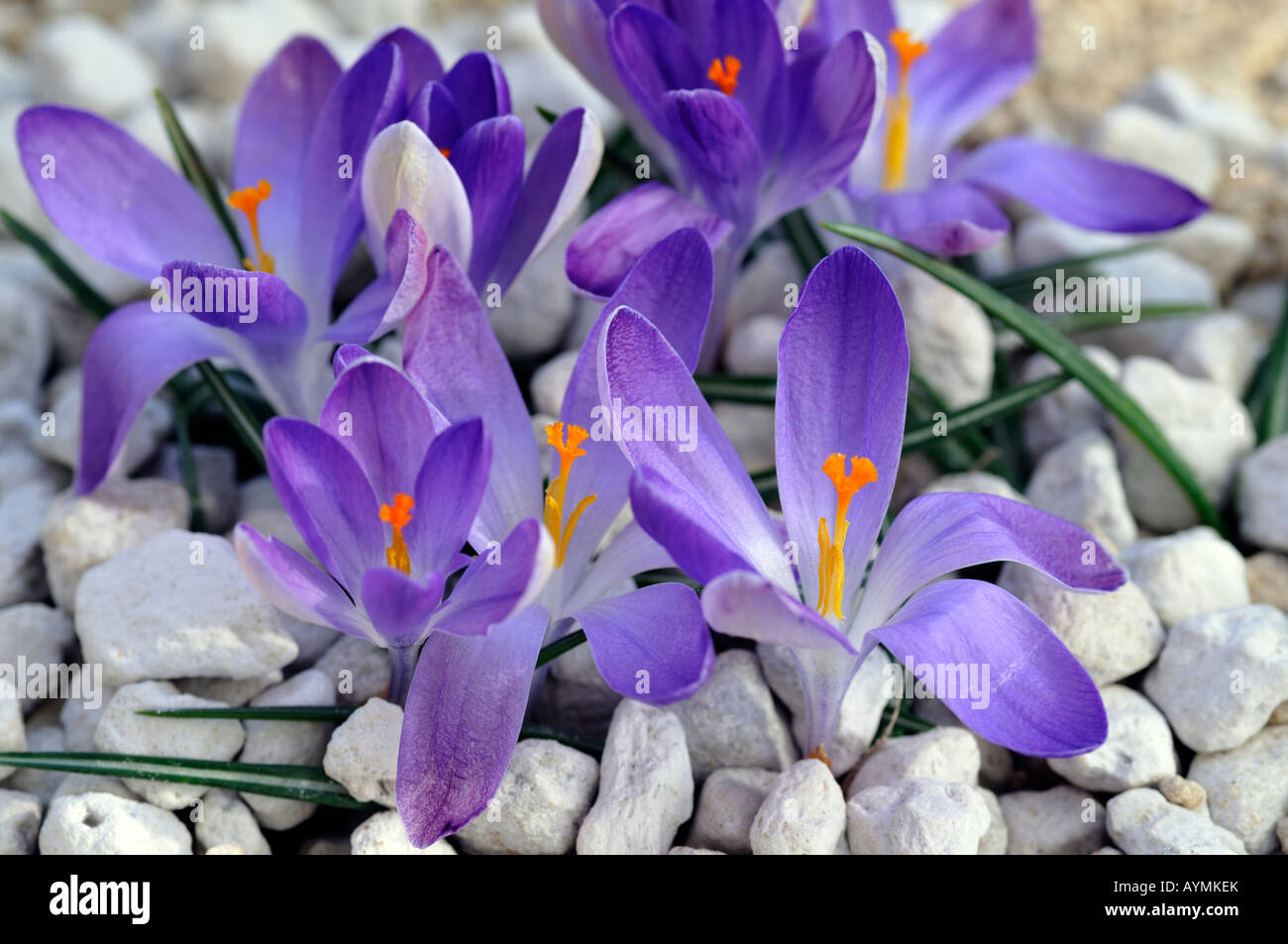 Crocus margot Close up del gruppo di aprire il blu viola pallido venato di lavanda w/ crocus lilla fiori che crescono in ghiaia Foto Stock
