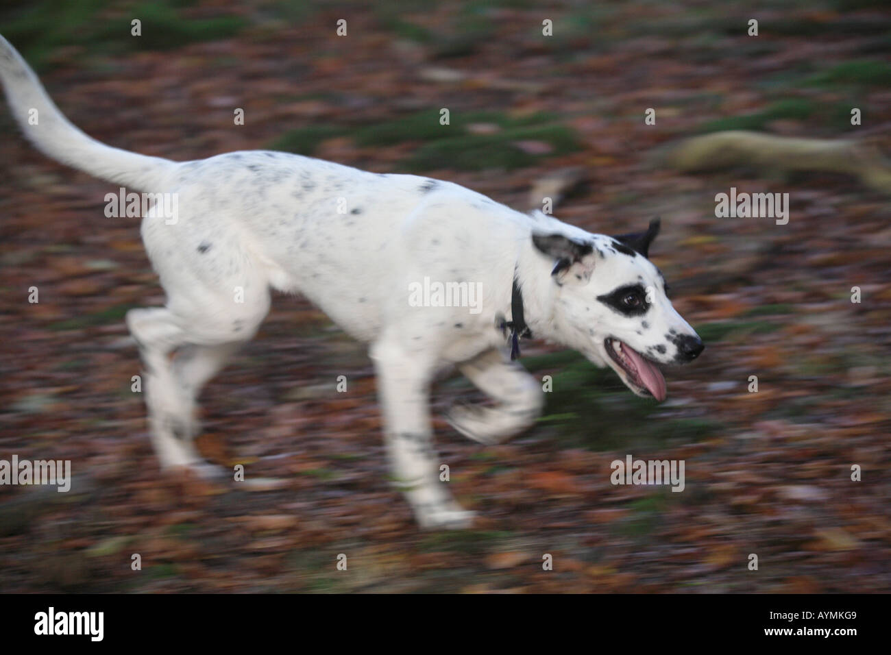 Tara cane che corre in legno letto di foglie dalmata cross white macchie nere occhio autunno Foto Stock