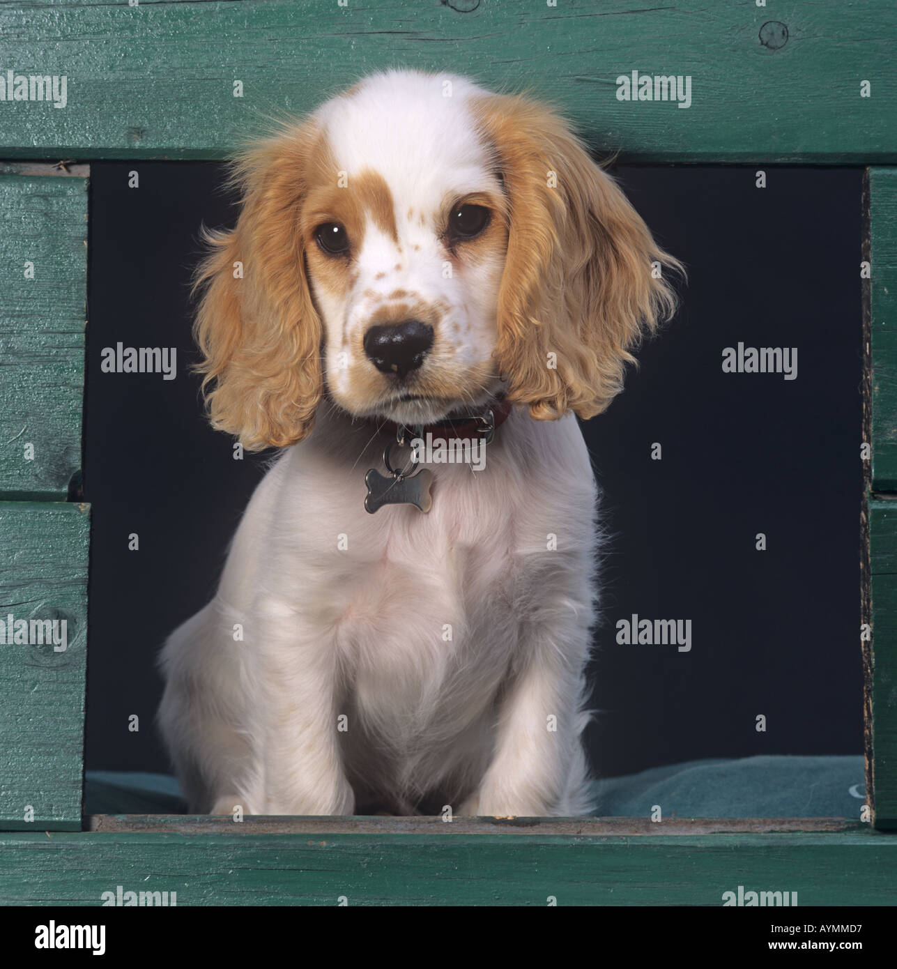 Cocker Spaniel Puppy in canile Foto Stock