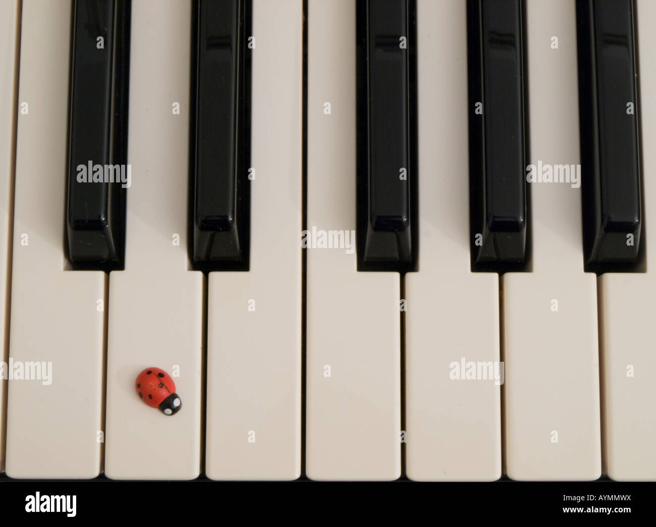 Lady Bird sulla tastiera Foto Stock