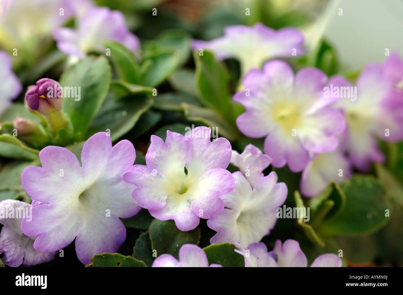 Bianco e viola tingono oscurata tint tinge primula fiori Foto Stock
