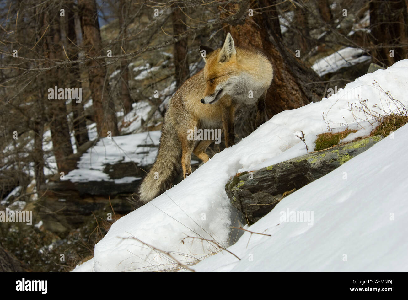 Fox volpi red Vulpes vulpes canidae mammifero Montagna neve invernale nevicata legno Italia volpe rossa Vulpes vulpes mammiferi canidi m Foto Stock