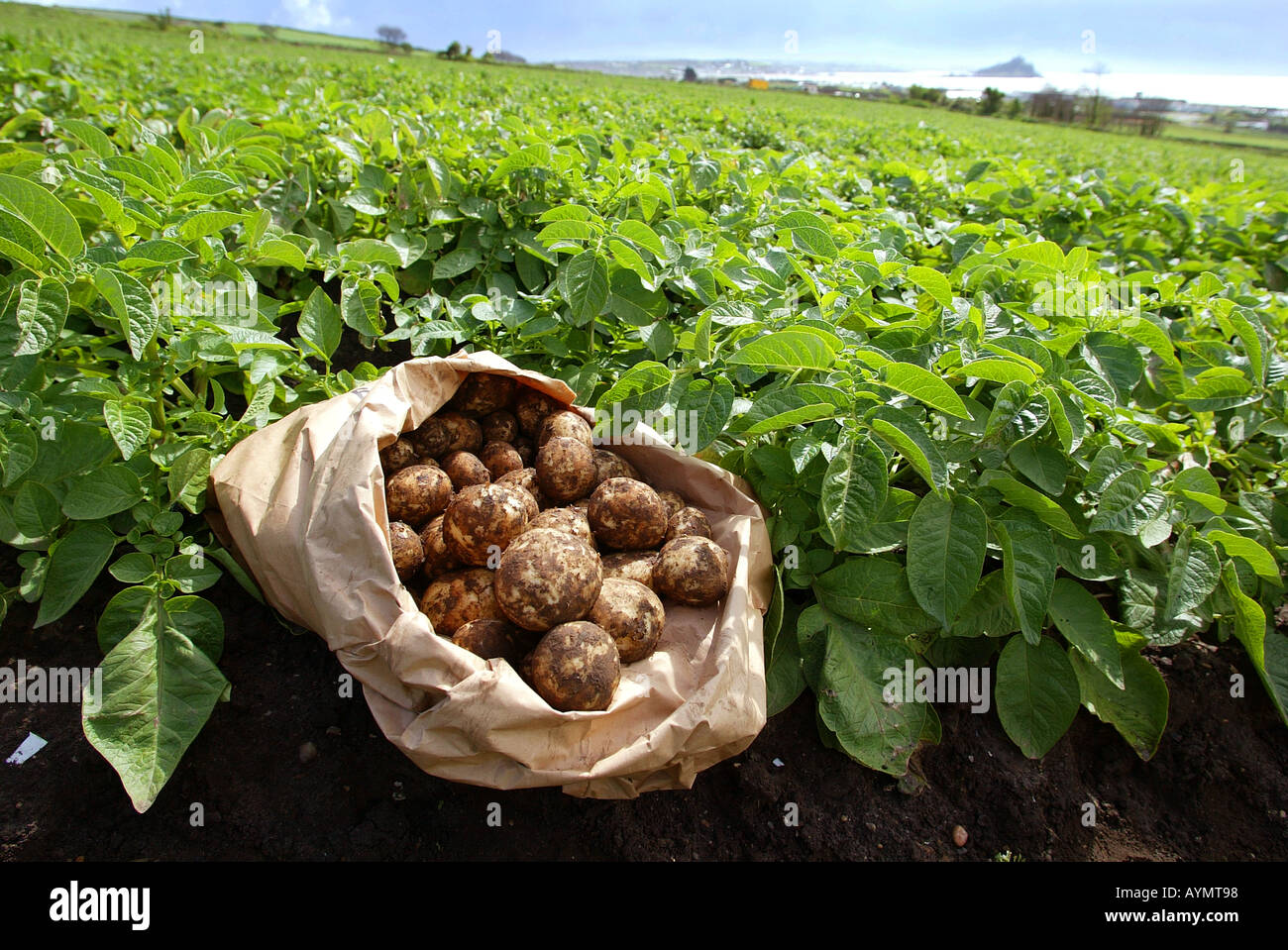 Cornish inizio nuovo raccolto di patate ricevendo in corso a Trenow Fram Gulval vicino a Penzance Cornwall Regno Unito Foto Stock