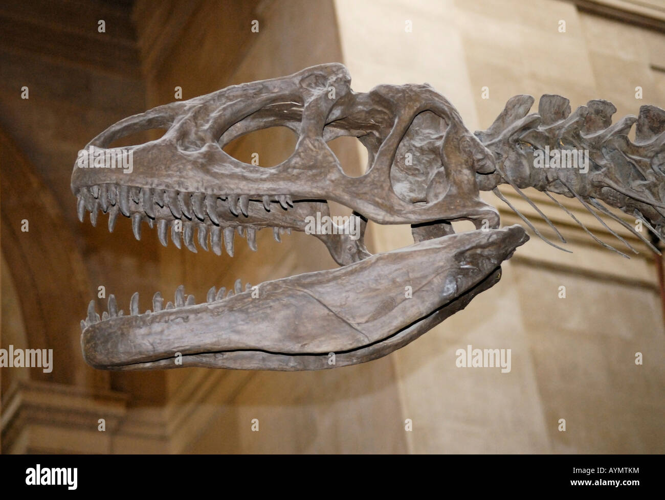 Allosaurus cranio al Museo Americano di Storia Naturale di New York Foto Stock