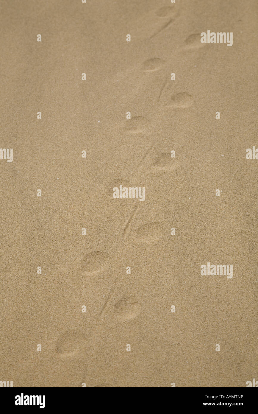 Via di lucertola nella sabbia Foto Stock