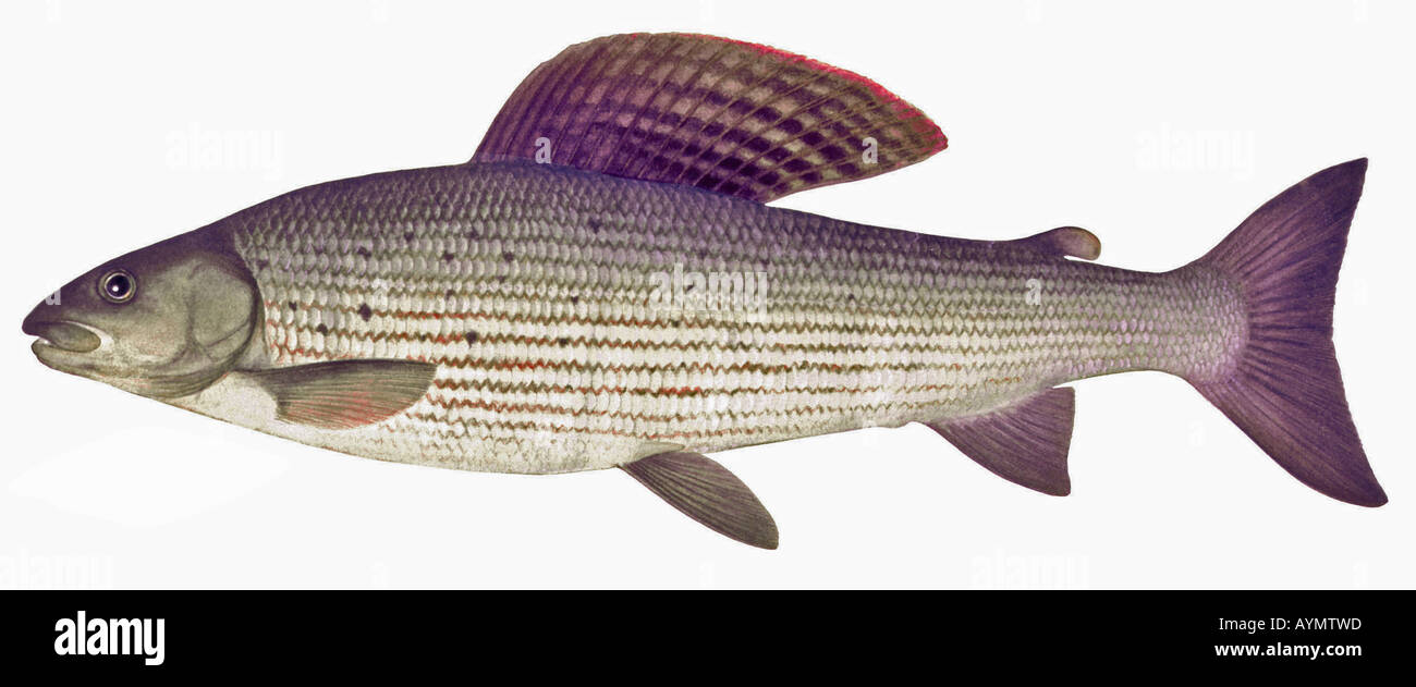 Temolo (Thymallus thymallus), disegno Foto Stock