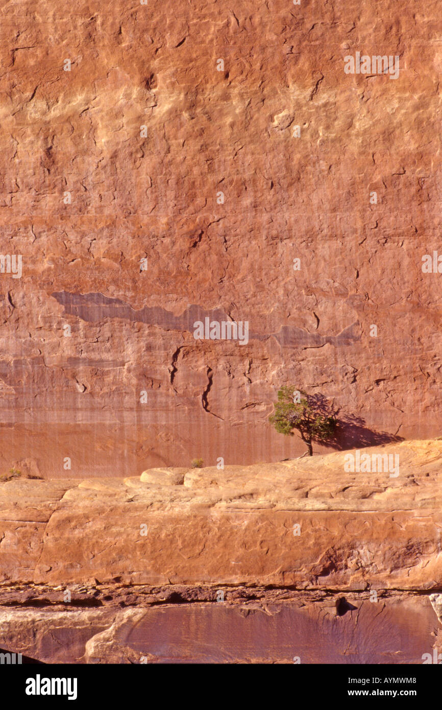 Formazione di roccia e albero a Colorado National Monument Colorado Foto Stock