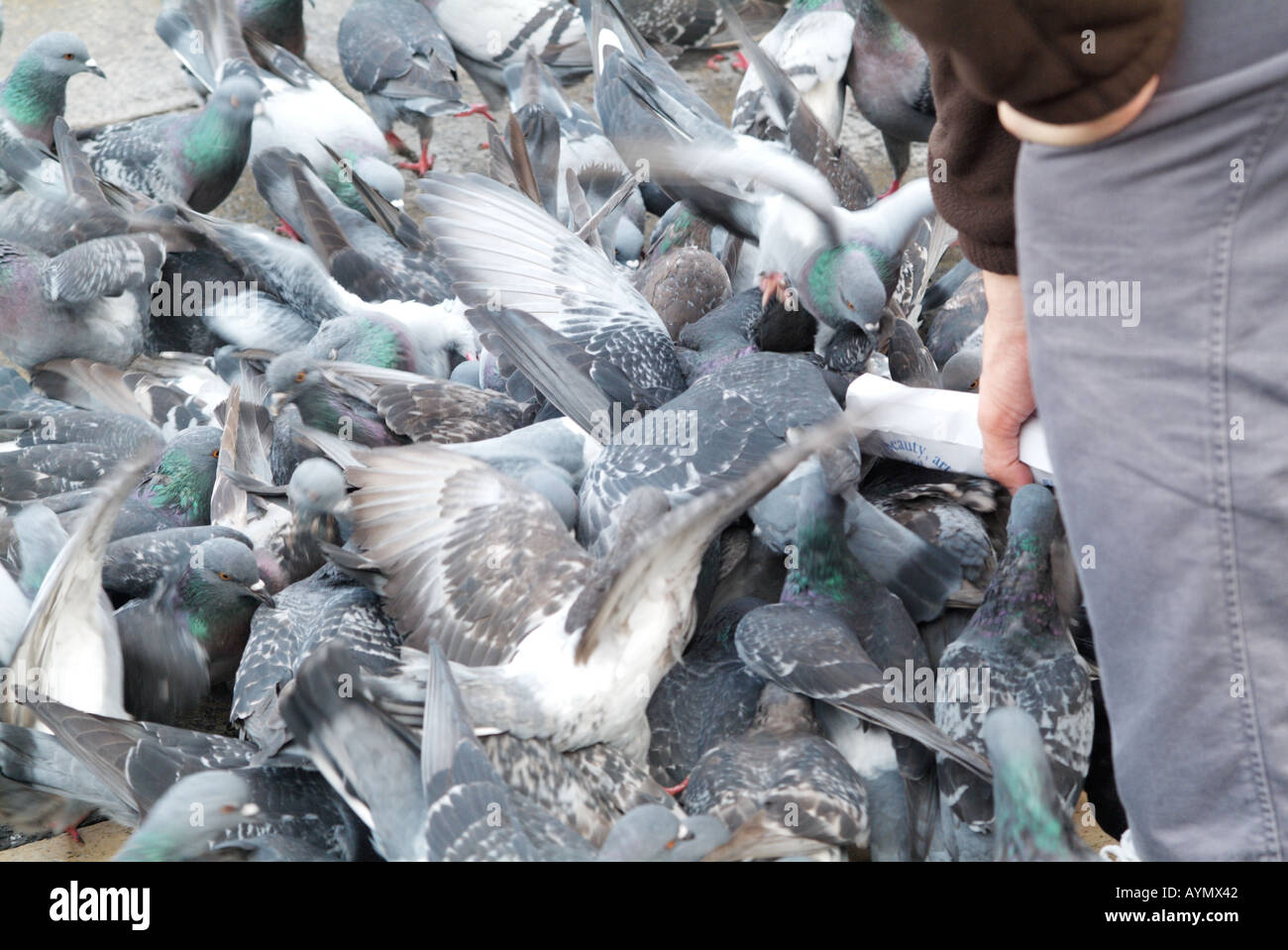 I turisti alimentando i piccioni in Piazza San Marco Venezia Italia Foto Stock