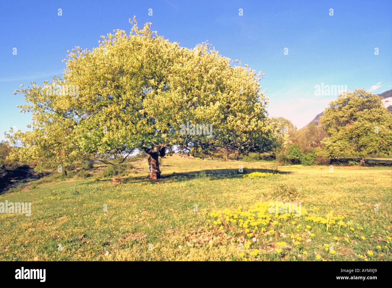 Il bosco di Roverella roverella (Quercus pubescens, Quercus lanuginosa) in primavera Foto Stock