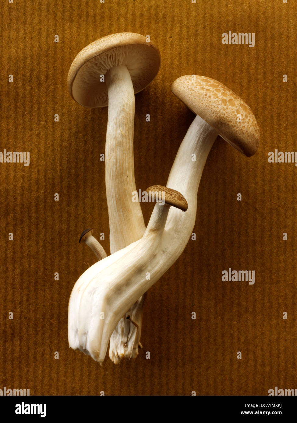 Materie fresche biologiche funghi Hon-Shimeji Foto Stock