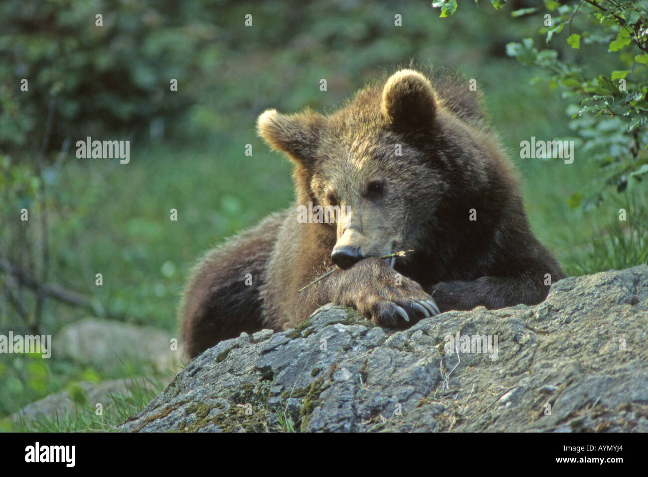 Unione l'orso bruno (Ursus arctos) giovani in appoggio in foresta Foto Stock