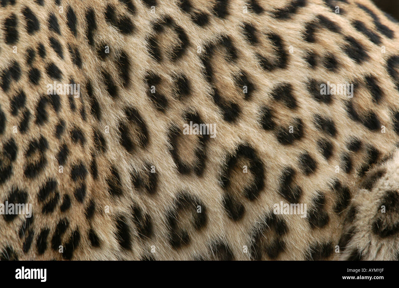 La pelliccia di un leopardo persiano (Panthera pardus saxicolor) Foto Stock