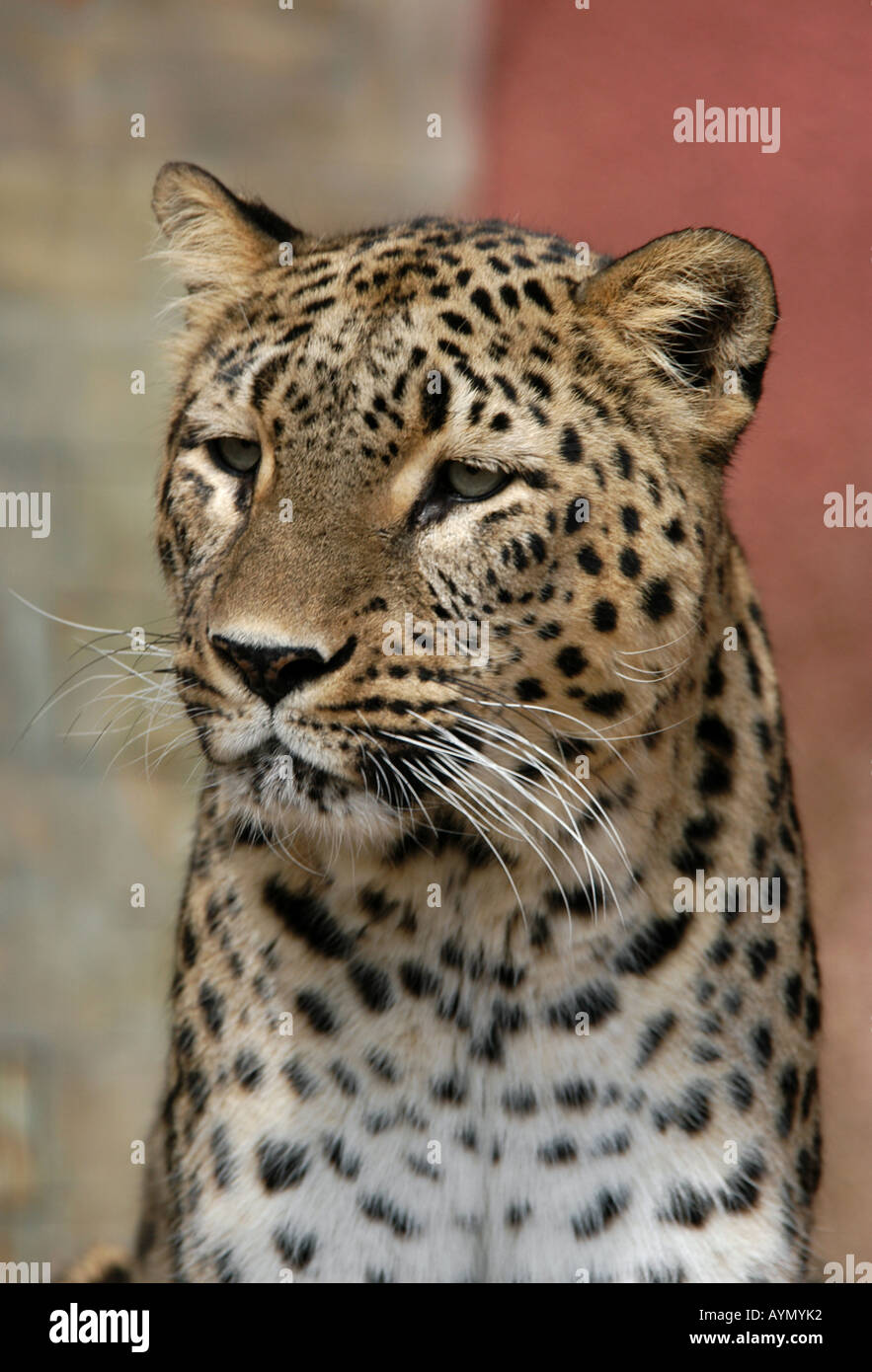 Leopardo persiano (Panthera pardus saxicolor) a Usti nad Labem Zoo in Boemia settentrionale, Repubblica Ceca. Foto Stock