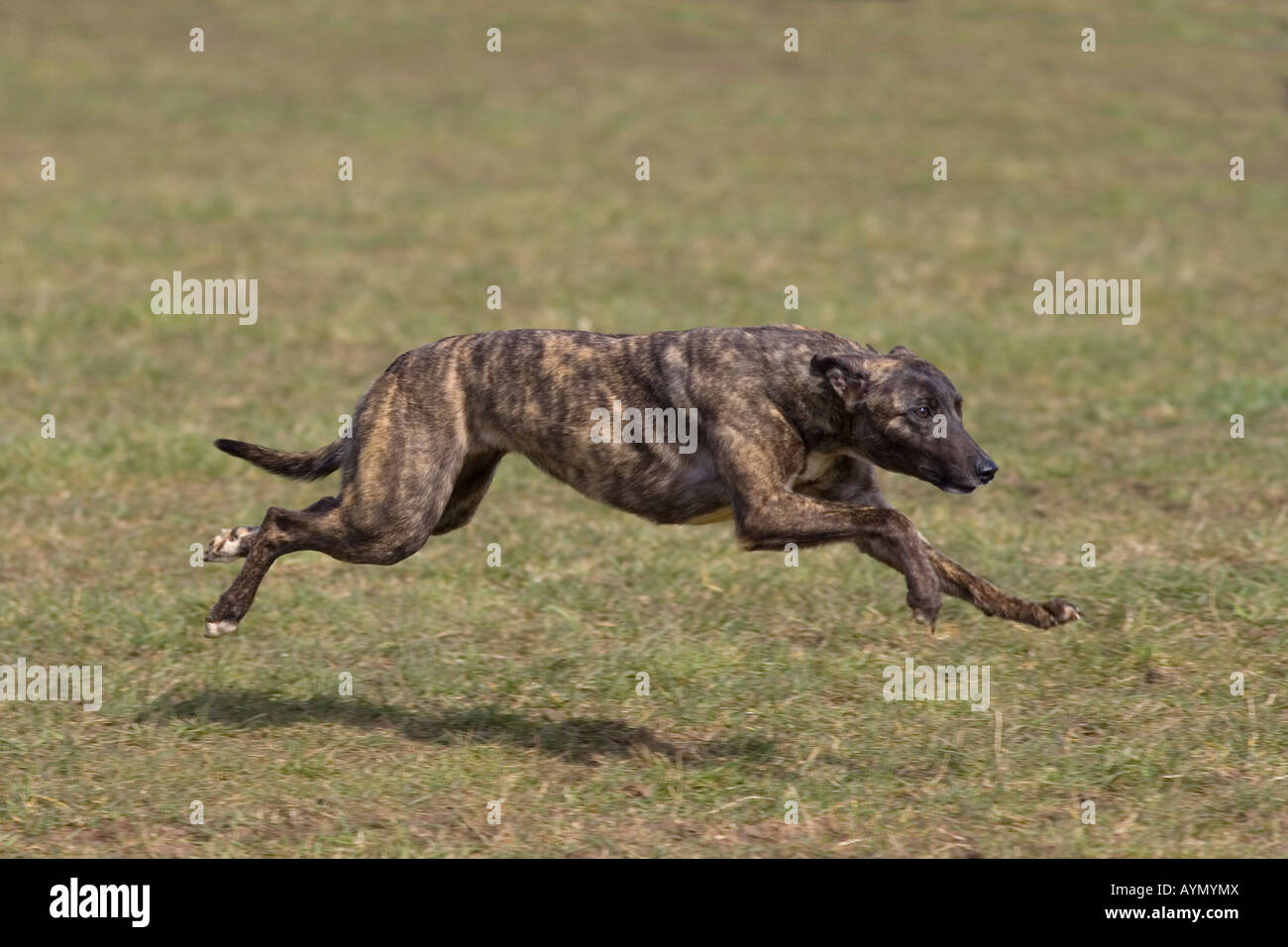 Lurcher in esecuzione Foto Stock