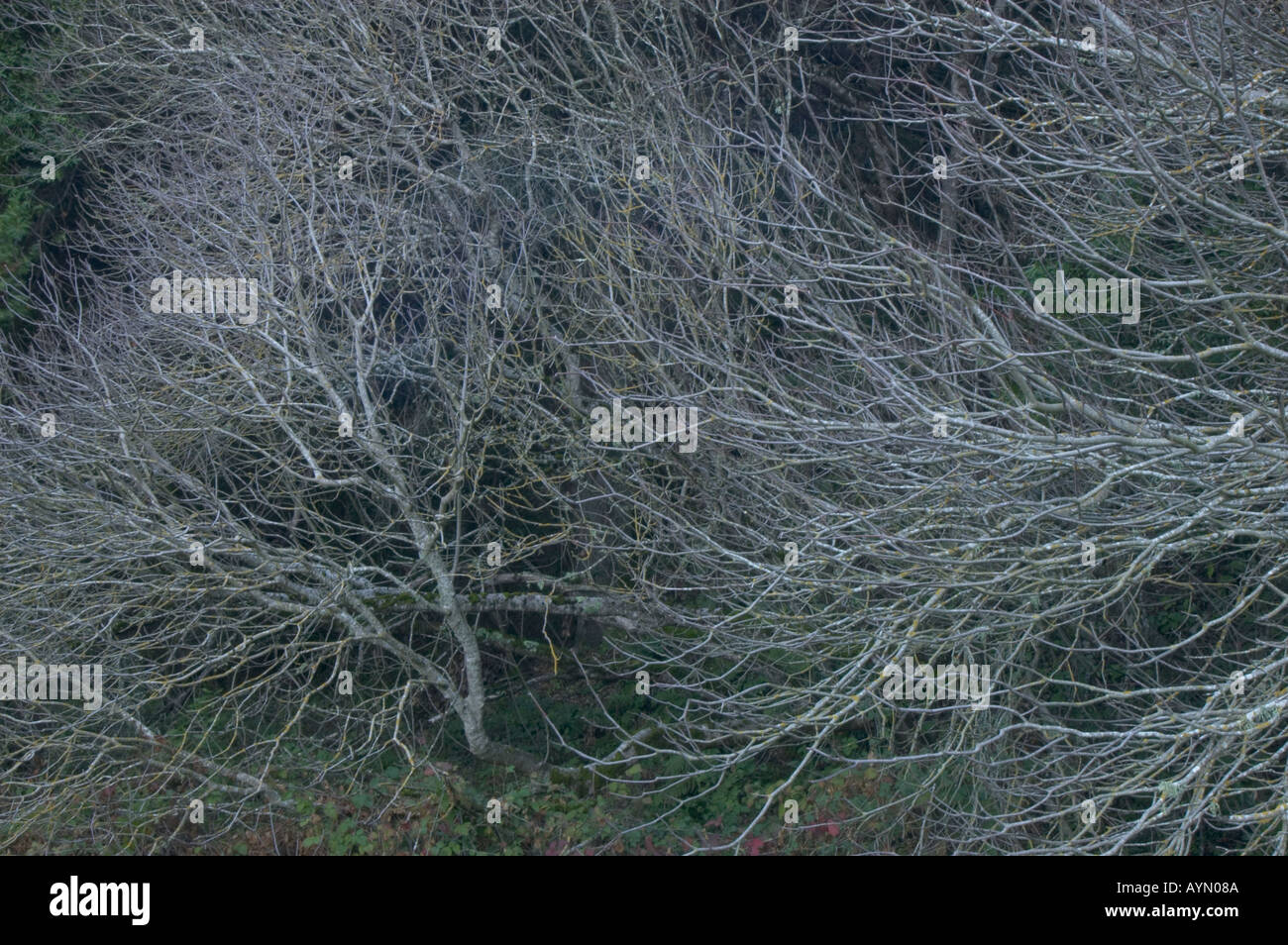 California Buckeye alberi in inverno fase dormiente a ghirlanda Parco Regionale Carmel Valley in California Foto Stock