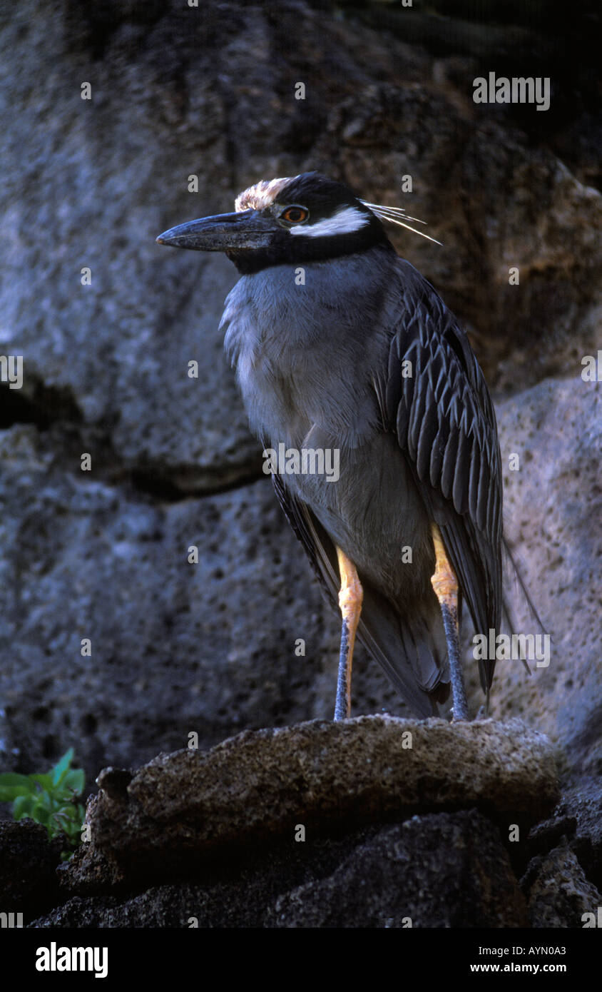 Il giallo coronata NITTICORA Nyctanassa violacea si nutre prevalentemente di notte isola TOWER Isole GALAPAGOS ECUADOR Foto Stock