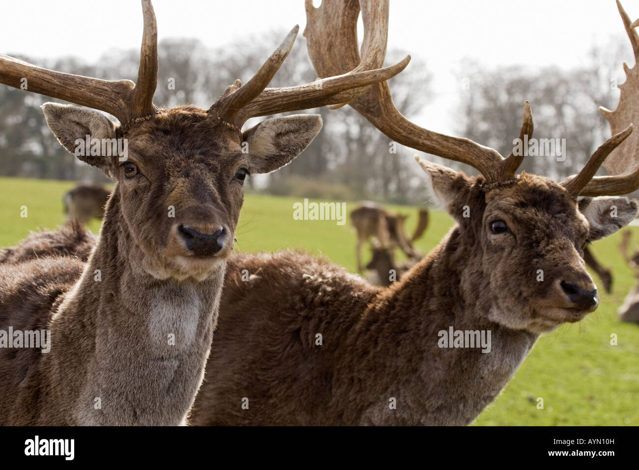 Red Deer due facce cercando palchi dolci Rudolf fur mandria maschio occhi marrone iconica enquisitive cervo coppia ciuffi Foto Stock
