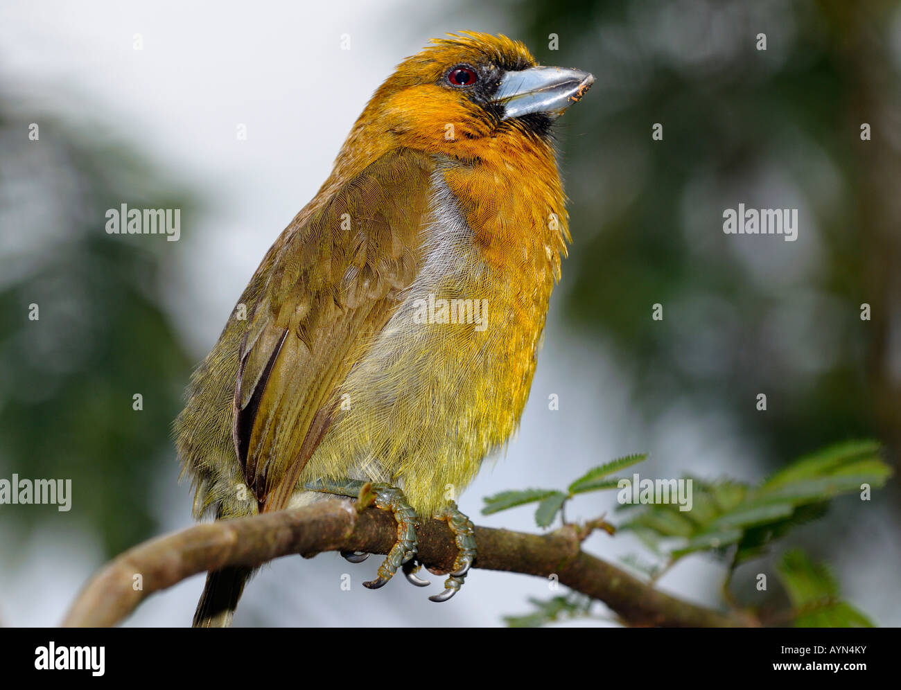 Nasello fatturati Barbet Semnornis frantzii uccello su un ramo in Costa Rica Foto Stock