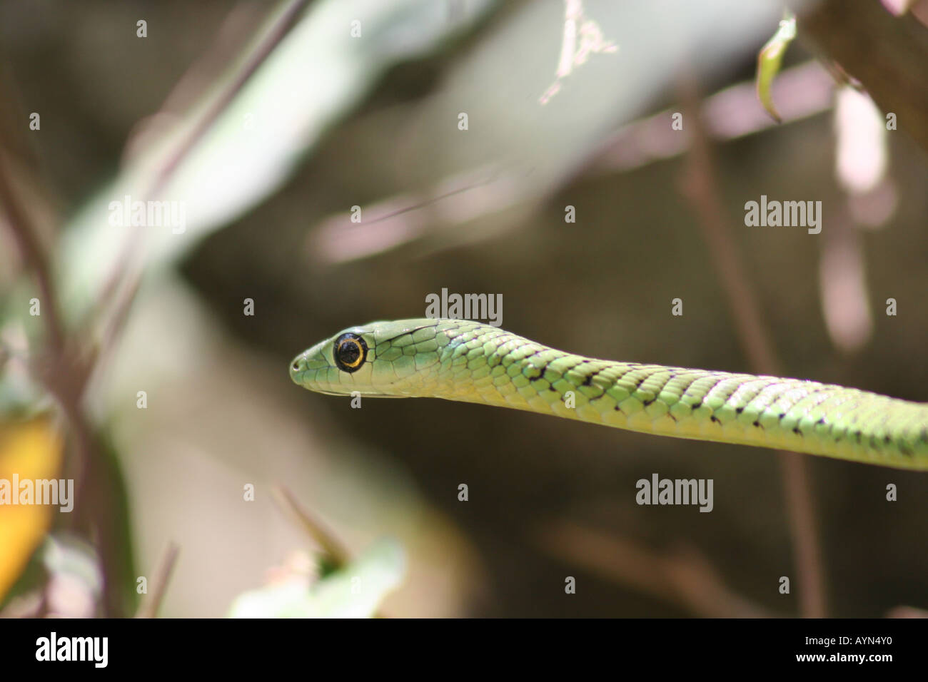 Boomslang treesnake nel Masai Maara, Africa. Foto Stock