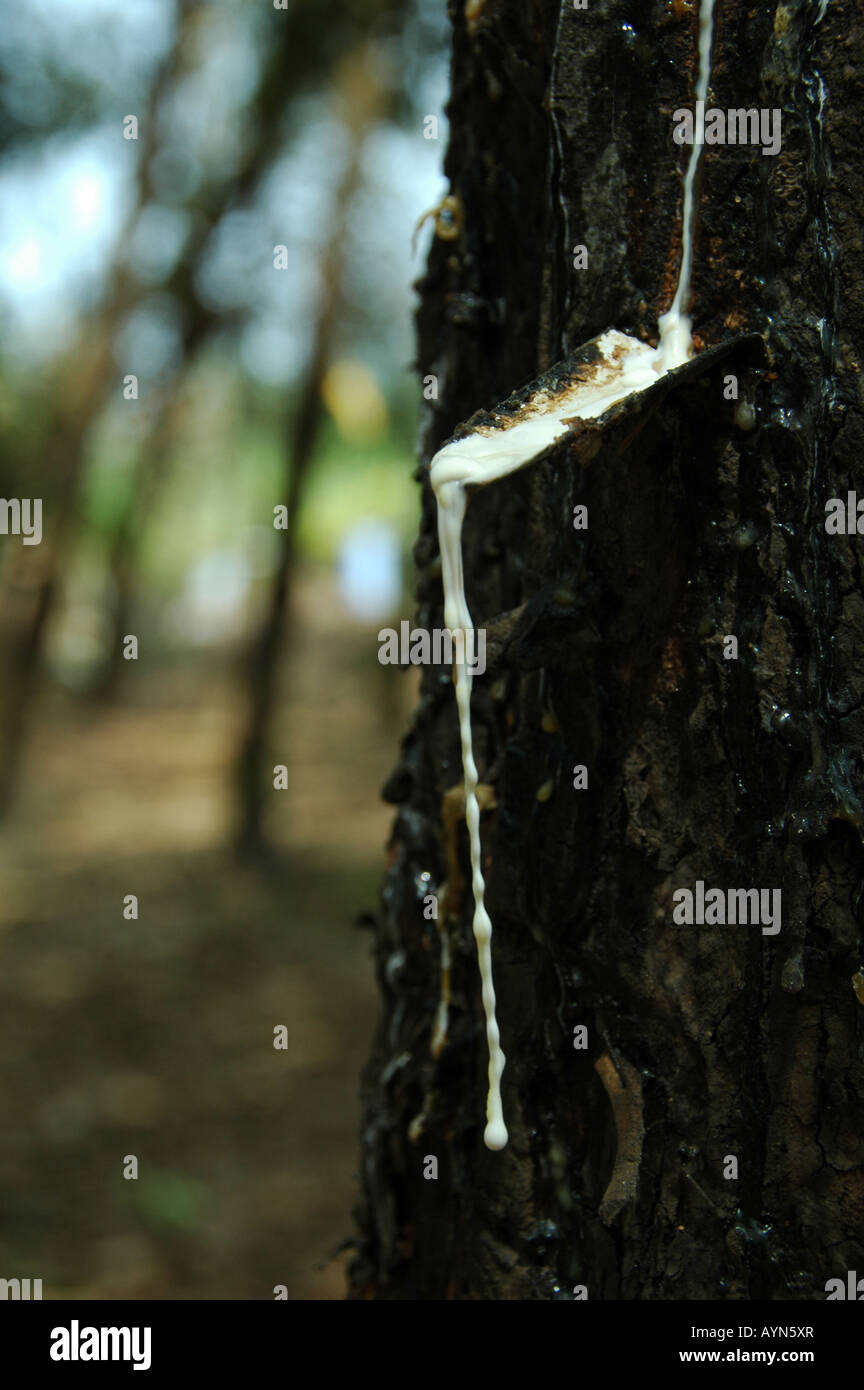 Gocciolamento di lattice da un taglio contrassegnare nella corteccia di un albero di gomma. Foto Stock